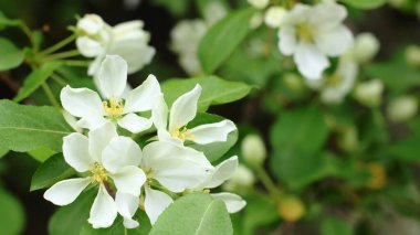 Bir dalın üzerindeki yaban elması ağacının narin beyaz çiçekleri, çiçeklenme ve yenilenmenin bahar arkaplanı, çiçek açan bahçelerin ve ağaçların ilkbaharı, Mart ve Nisan aylarının güzel kokulu temiz havası.