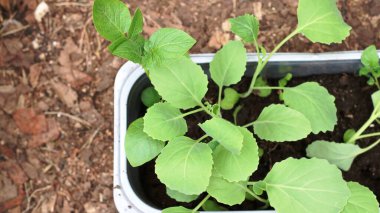 Seranın gevşek toprağının arka planına karşı plastik bir kabın içinde taze lahana tohumları. Bahçe bitkilerinin filizlerini büyütmek için yeniden kullanılabilir plastik kaplar.