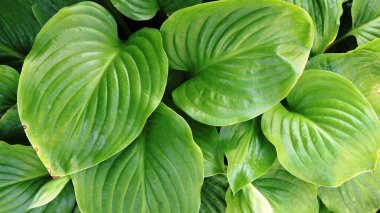 Güney bitkisinin dokulu yapraklarının tropik yaprak döküntüsü damarlar ve renk zenginliği ile ev sahipliği yapar, yaz konukçularının kabartmalı yapraklarının üst görünümü tam çerçeve