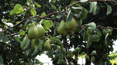 Meyve bahçesindeki meyve dallarında yeşil armut hasadı, organik tarlalarda vejetaryen malzemeler, tarım bahçelerinde olgunlaşan meyveler.