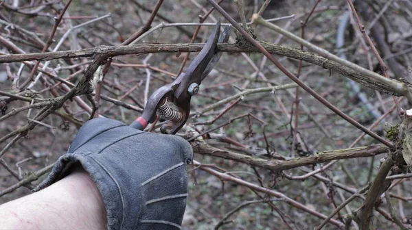 work with a pruner on seasonal pruning of garden shrubs, cutting dry branches with sharp garden cutters close-up, a gardener\'s hand in a glove with a tool