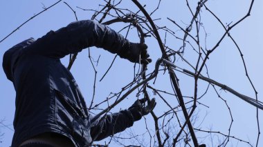 Zirvedeki bir adam özel dallara üzümsüz dallar dağıtır. Bahar bahçesinde asma, koyu renk elbiseli bir bahçıvan üzüm fidanı oluşturur.