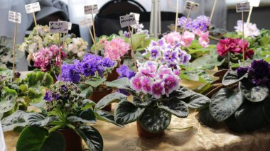 Çeşitli menekşelerle, parlak cilt bakımı ve kadife yapraklarla dolu bir sergi, saksı çiçekli bir vitrin ve çiçeklerin isimleriyle bir çiçek pazarının atmosferinde.