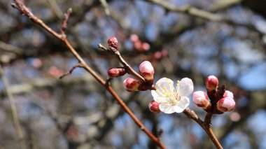 Şiş pembe tomurcuklu bir kayısı ağacı filizi ve yakın planda sarı çekirdekli beyaz çiçekler, bahar bahçesinde açan kayısı filizi, güneşli bir bahçenin bulanık arka planında meyve ağacı kızılötesi görüntüsü.