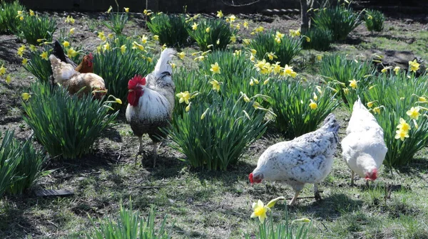 Beyaz Çeşitli Kahverengi Tavuklar Güzel Bir Horoz Çiçek Açan Nergislerle — Stok fotoğraf