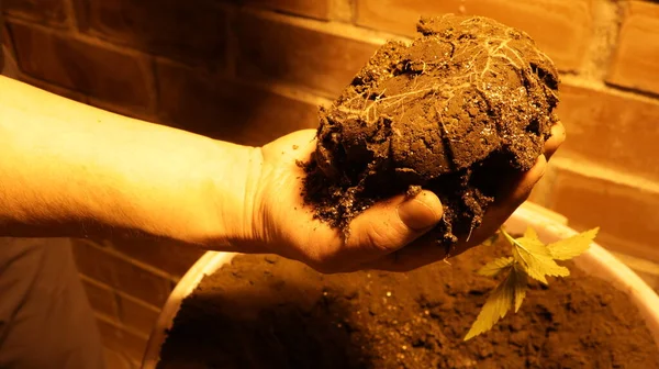 苗を地下の薄暗い照明の中の大きな容器に移植する過程で人間の手のひらに若いマリファナ植物の根系を持つ地球の塊 — ストック写真