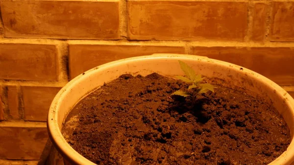 Egy Kis Marihuána Növény Növekedés Korai Szakaszában Ültetett Laza Talaj — Stock Fotó