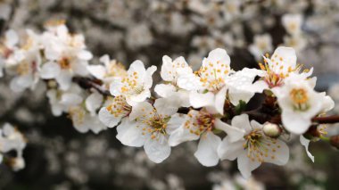 Çiçekli kiraz çekirdeği dalı yağmur damlalarında narin beyaz çiçekler yakın plan lahana, yağmurlu bir günde çiçek açan meyve çalılarının doğal arka planı, ilkbahar doğası ayrıntıları.