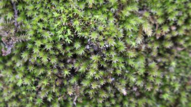delicate asterisks of fresh moss close-up on the bark of a forest tree, blurred natural background with macro details of plant life, mossy covering of a tree trunk at close range