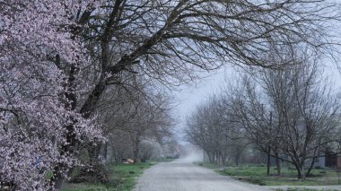 Kuru, tozlu bir kayalık yolun üzerinde yapraksız ağaçlardan oluşan taçlarla dolu bir köyde bir bahar sokağı, ilkbaharda terk edilmiş dolambaçlı bir yolu olan kırsal bir manzara.