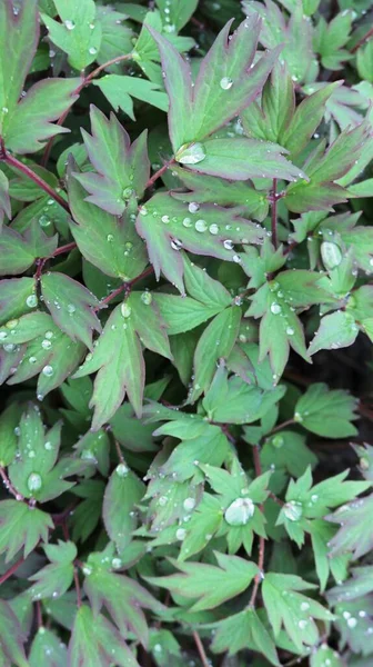 植物の葉を彫った質感の水の大きな滴 自然の夏の植物の背景にある夏の雨 装飾的な緑の花の葉の水分の新鮮さ — ストック写真