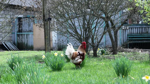 Belo Galo Variegado Que Anda Gramado Verde Entre Narcisos Florescentes — Fotografia de Stock