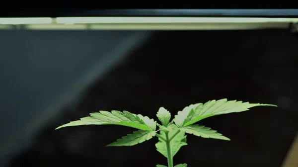 cannabis seedling growing under the illumination of a home lamp in a dark room, a cannabis sprout in the first leaf growth stage under artificial light around the clock, cannabis cultivation at home