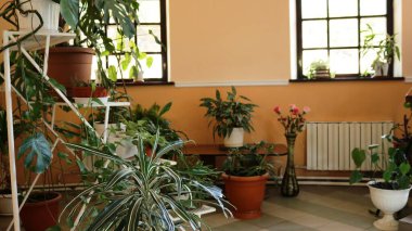 Oda dekorasyonu olarak farklı seviyelerde dekoratif bitkiler, kahverengi duvarlı ve büyük pencereli bir odada ev çiçekleri, dairenin içinde taze canlı yeşiller.