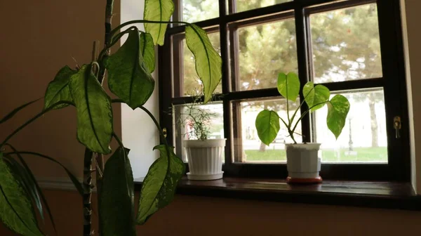 Plantas Verdes Interior Sala Contra Fundo Uma Janela Com Vista — Fotografia de Stock