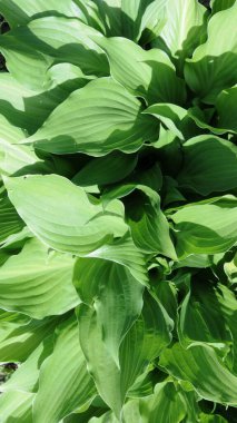 Taze yaprakların yeşil arkaplanı tropikal üst görünüm tam çerçeve, yaprak döken bitkinin doğal eko stili grafik kaynağı, güneşli ışıkta yaz yeşil tazeliği arkaplanı