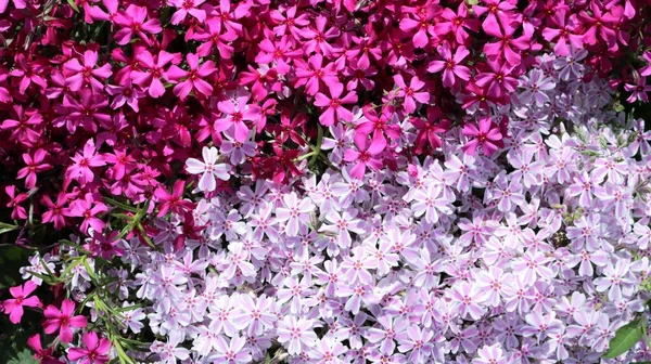 Дрібні Ніжні Квітучі Флоксові Супулата Темного Світло Рожевого Відтінку Повна — стокове фото