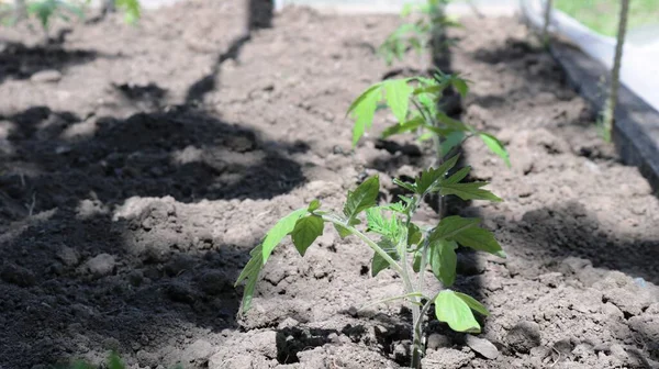 村のベッドの中の開放的な緩い土に植えられた小さなトマトの植物 春の日差しの下で肥沃な土壌の野菜苗 園芸や有機野菜の栽培 — ストック写真