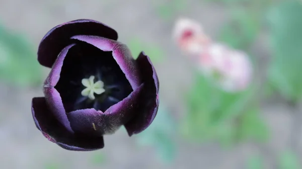 Tulipán Púrpura Oscuro Vista Superior Sobre Fondo Cama Flores Borrosas — Foto de Stock