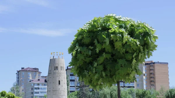 Maikop Republik Adygea Russland Mai 2021 Ein Junger Ahornbaum Vor — Stockfoto