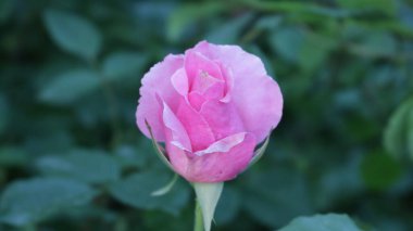 Çiçek açan pembe bir gülün tek bir tomurcuğu bir bahçe çalısı dalına yakın plan, dekoratif bir manzaranın ayrıntısı olarak taze ve zarif bir çiçek.