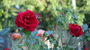 Bir yaz bahçesinin bulanık arka planında çiçek açan kırmızı güller dağınık bir odak noktası olan çiçek arkaplanı çiçeklenme ve tomurcuklanma sahnesinde dekoratif çiçekler.