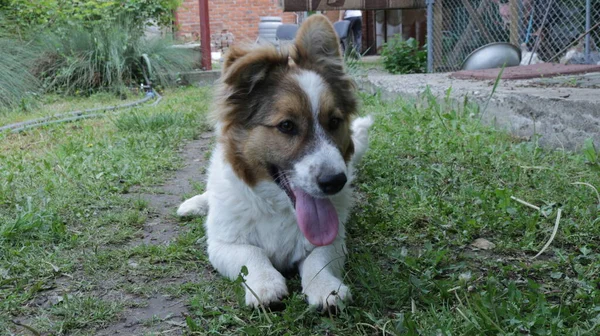 Cucciolo Bianco Marrone Mongrel Con Lingua Sporgente Sdraiato Sull Erba — Foto Stock