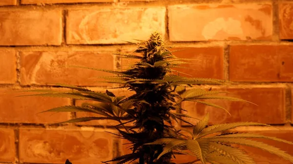 在人造照明的砖墙上 大麻灌木的顶部逐渐成熟 室内种植有娱乐性的大麻 有成熟大麻的植物的尖端 — 图库照片