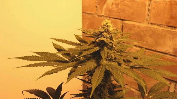 正在成熟的大麻植物 带有模糊芽 在砖墙和白光反射镜的背景下人造黄光 室内大麻正处于生长的最后阶段 — 图库照片