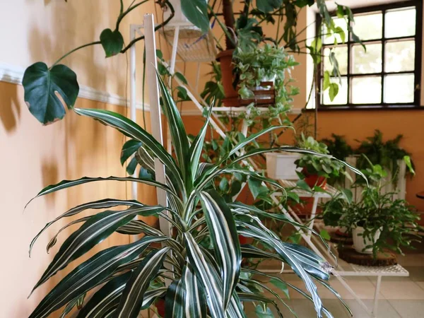 Grüne Zimmerpflanzen Einem Wintergarten Drinnen Mit Großem Fenster Und Beigen — Stockfoto