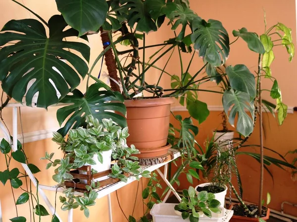 Salonu Yeşilliklerle Süslemek Raflardaki Saksılarda Bitki Yetiştirmek Dekoratif Yeşil Çiçekleri — Stok fotoğraf