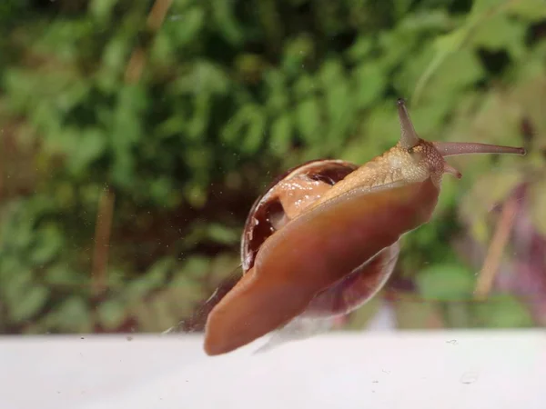 Kruipende Slak Close Zicht Door Het Glas Vochtminnende Insecten Van — Stockfoto