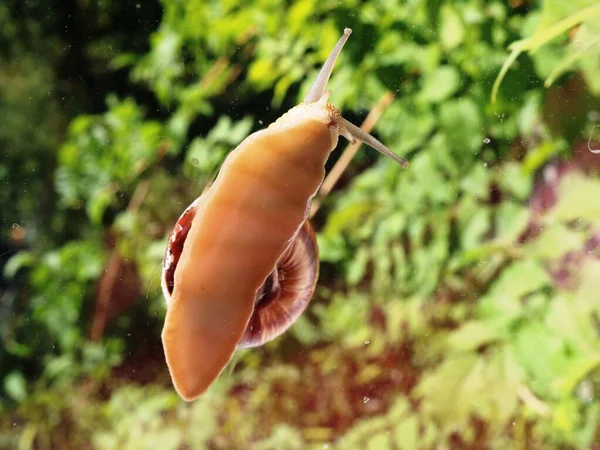 Snail Crawling Glass Bottom View Slug Window Seen Glass Garden — Stock Photo, Image