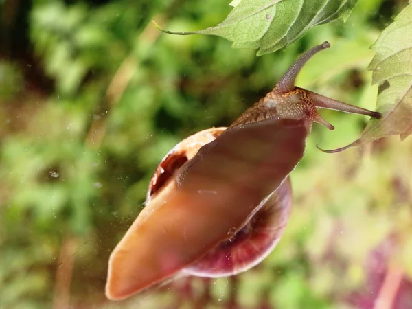 Uma Visão Macro Fundo Caracol Rastejando Vidro Com Corpo Mucoso — Fotografia de Stock