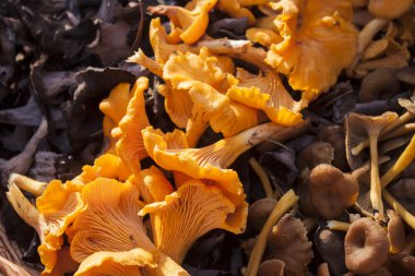 Turuncu, siyah ve huni chantarelle