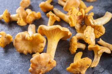 Chanterelle.