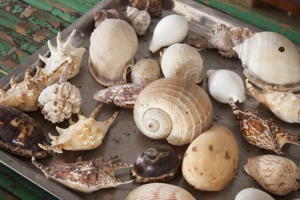 Sea shells — Stock Photo, Image