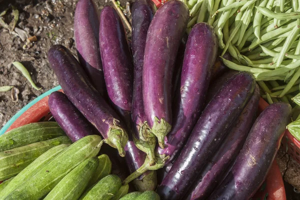 Auberginer eller äggplantor — Stockfoto