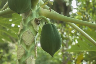 Yeşil papaya meyve