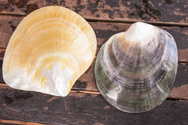 Oyster shells — Stock Photo, Image
