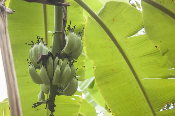 Zielony bananowca — Zdjęcie stockowe