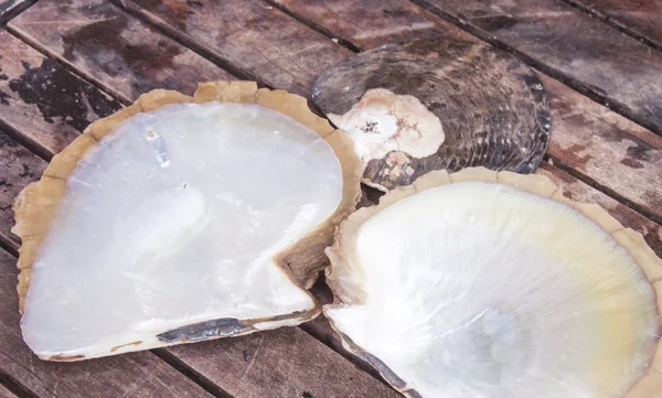 Oyster shells — Stock Photo, Image