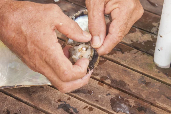 Açılış istiridye