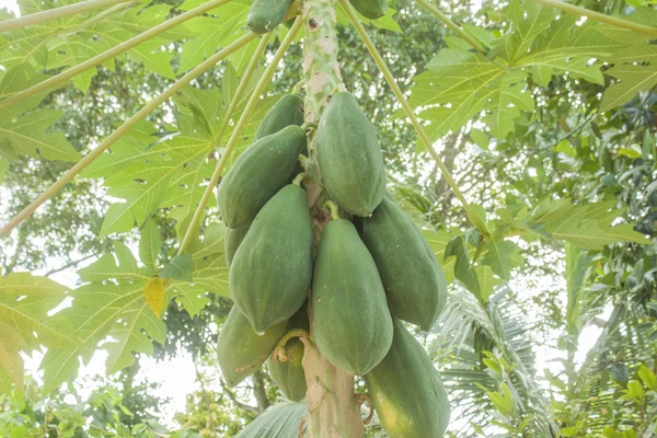 Papaya drzewo — Zdjęcie stockowe