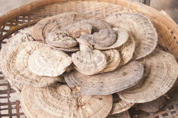 Changa mushroom — Stock Photo, Image