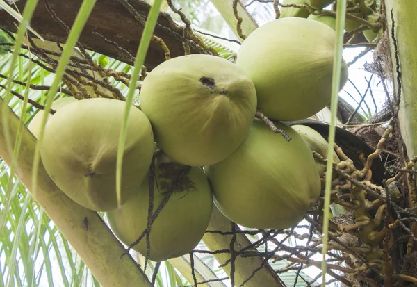 Noci di cocco su un albero — Foto Stock