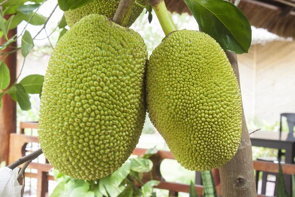 Durian meyve — Stok fotoğraf