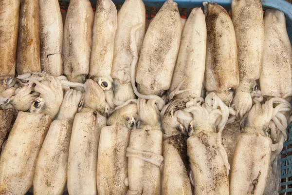 Tintenfisch — Stockfoto