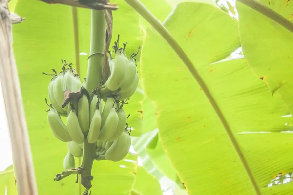 녹색 바나나 나무 — 스톡 사진