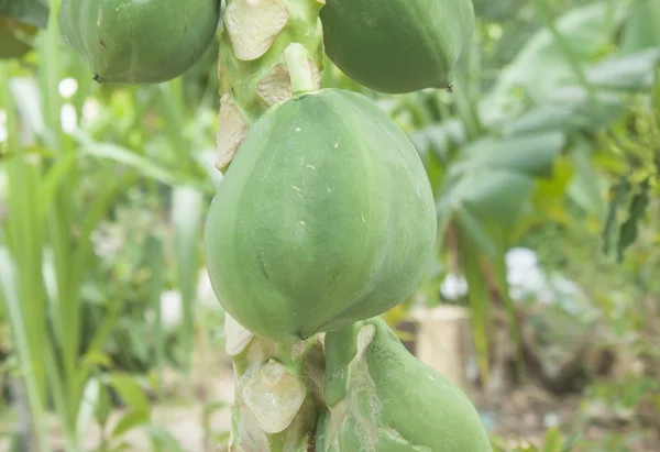 Papaya ağacını — Stok fotoğraf